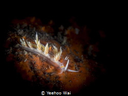 Cratena lineata
Tulamben, Bali by Yeehoo Wai 